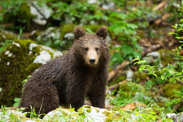 Brown Poster featuring the photograph One year old Brown Bear in Slovenia by Ian Middleton