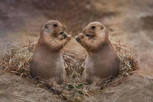 Prairie Dogs Poster featuring the photograph Only Hearts II by Robin-Lee Vieira