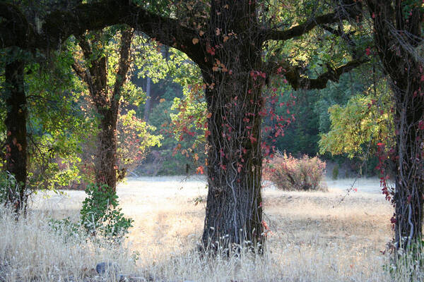 Tree Poster featuring the photograph Open Arms by Holly Ethan