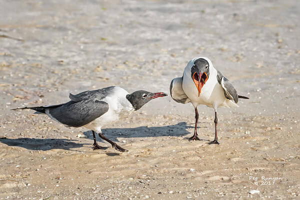 Laughing Gulls Poster featuring the photograph Open Up and Say Ahhh by Peg Runyan