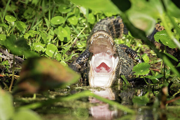 Alligator Poster featuring the photograph Open Wide by Eilish Palmer
