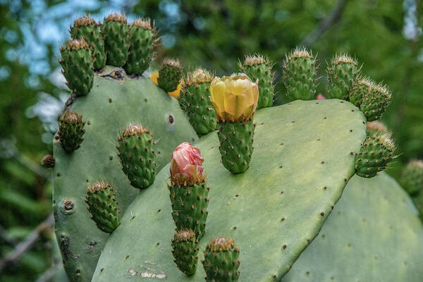  Poster featuring the photograph Opuntia Cactus by Patrick Boening