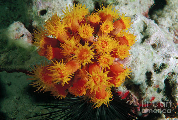 Mp Poster featuring the photograph Orange Cup Coral by Flip Nicklin
