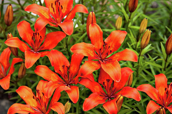 Plants Poster featuring the photograph Orange Day Lillies by Mary Jo Allen