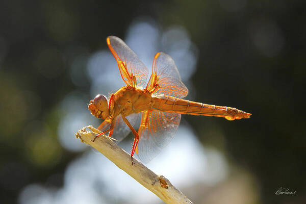 Orange Poster featuring the photograph Orange Dragonfly by Diana Haronis