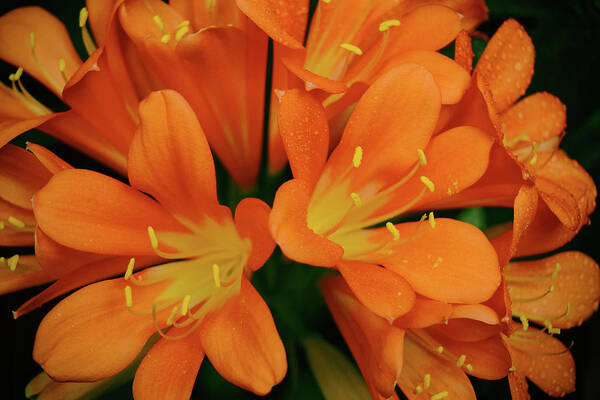 Orange Poster featuring the photograph Orange Lilies No. 1-1 by Sandy Taylor