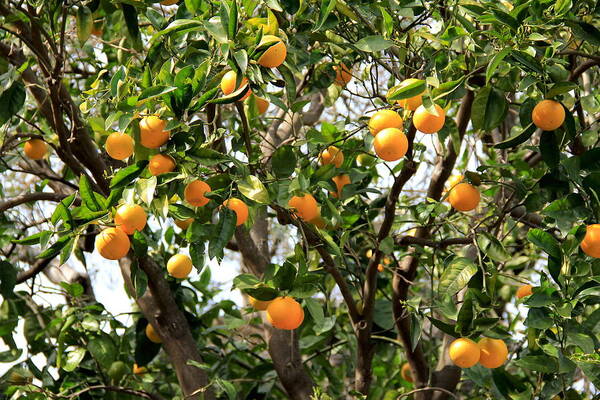 Fruits Poster featuring the photograph Orange Tree by Masha Batkova