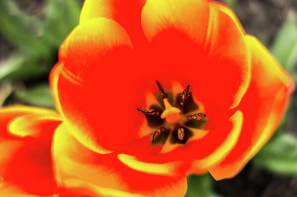 Tulip Poster featuring the photograph Orange Tulip Flowers In Spring Garden by Alex Grichenko