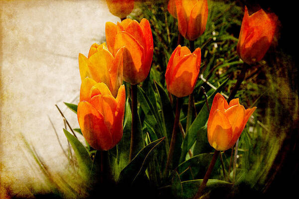 Tulip Poster featuring the photograph Orange Tulips by Milena Ilieva