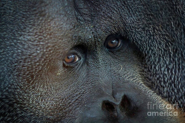 Bornean Poster featuring the photograph Orangutan Eyes by Karen Jorstad
