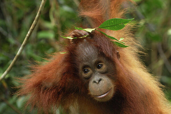 Mp Poster featuring the photograph Orangutan Pongo Pygmaeus Baby, Camp by Thomas Marent