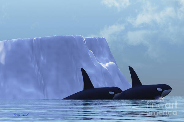 Killer Whale Poster featuring the painting Orca by Corey Ford