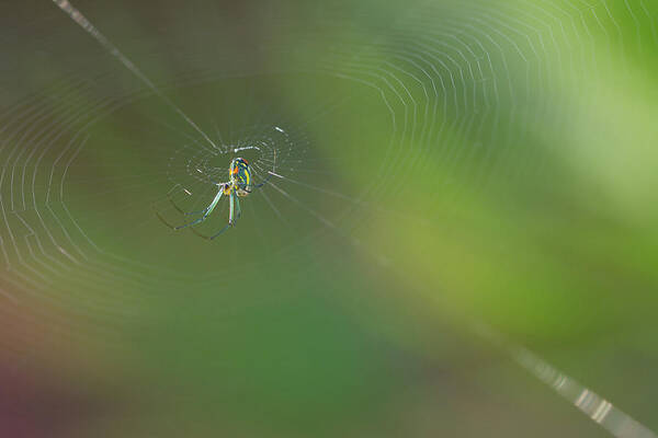 Spider Poster featuring the photograph Orchard Orbweaver #3 by Paul Rebmann