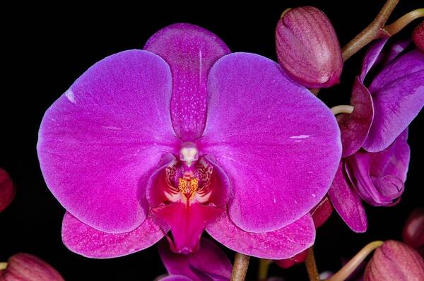 Flower Poster featuring the photograph Orchid 424 by Wesley Elsberry