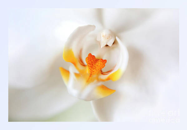 Orchid Poster featuring the photograph Orchid Detail by Ariadna De Raadt