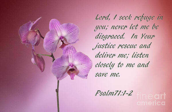 Flowers Poster featuring the photograph Orchid in the Pink Psalms 71 by Linda Phelps