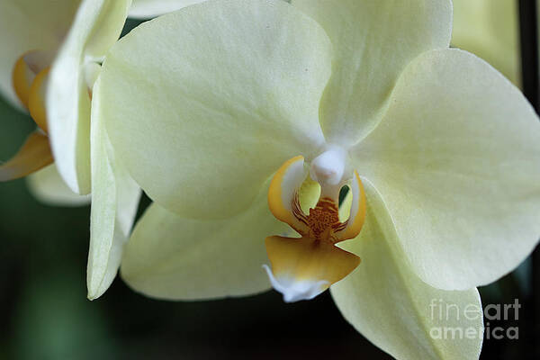 Orchid Poster featuring the photograph Orchid Pastel Yellow by Sherry Hallemeier