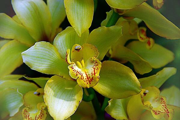 Lemon Lime Orchids Poster featuring the photograph Orchids 20 by Karen McKenzie McAdoo