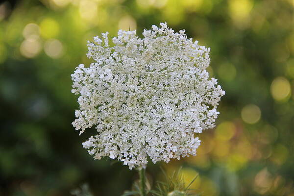 Flower Poster featuring the photograph Queen Anne's Lace by Allen Nice-Webb