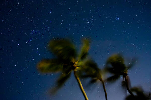 Stars Poster featuring the photograph Orion and Windswept Palms by Adam Pender