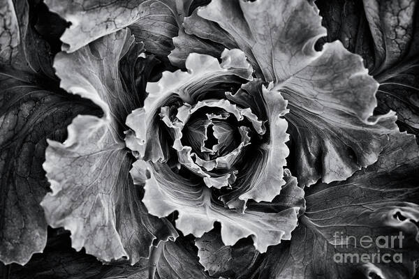 Brassica Oleracea Poster featuring the photograph Ornamental Cabbage Monochrome by Tim Gainey