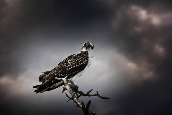 Osprey Poster featuring the photograph Osprey by Greg and Chrystal Mimbs