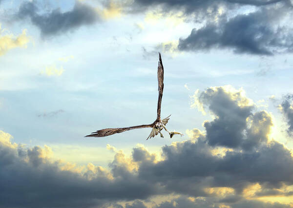 Osprey Poster featuring the photograph Osprey flying in clouds at sunset with fish in talons by Patrick Wolf