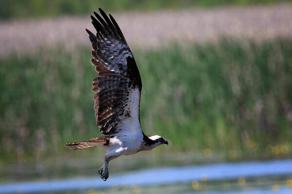  Bird Photography Poster featuring the photograph Osprey in Flight by Gary Hall