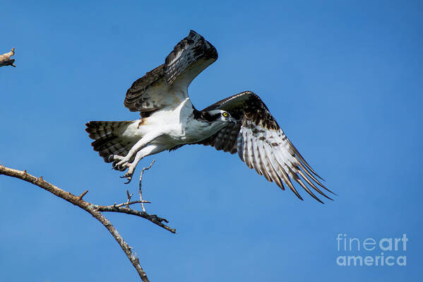 Osprey Poster featuring the photograph Osprey Life by Quinn Sedam