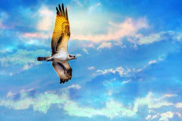 Osprey Poster featuring the photograph Osprey soaring high against a beautiful sky by Patrick Wolf