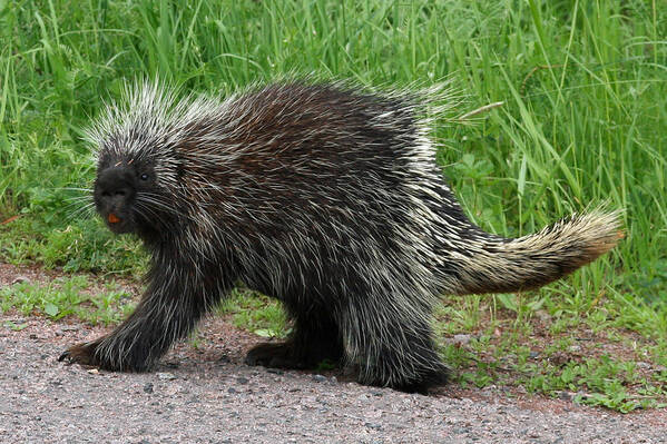 Porcupine Poster featuring the photograph Out for a walk by David Barker
