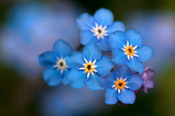Forget Me Not Flower Poster featuring the photograph Out of the Blue by Shirley Mitchell