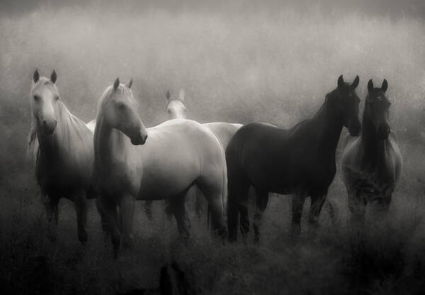 Horse Poster featuring the photograph Out of the Mist by Ron McGinnis