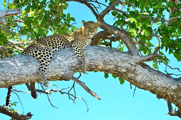 Leopard Poster featuring the photograph Out on a Limb by Don Mercer