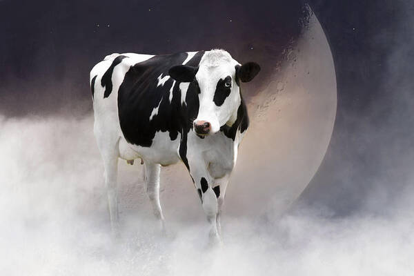Cow Poster featuring the photograph Over The Moon Too by Robin-Lee Vieira