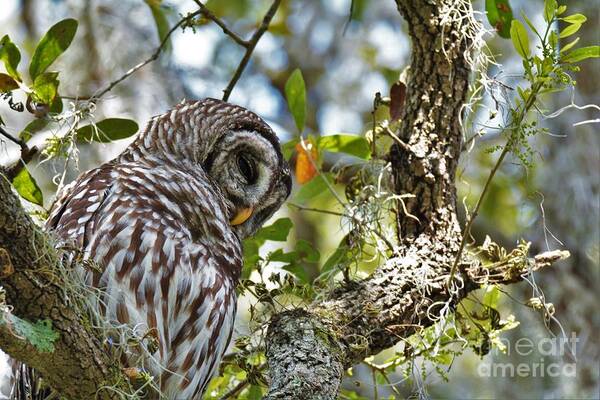 Owl Poster featuring the photograph Owl Be Seeing You by Julie Adair