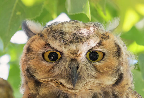 Loree Johnson Photography Poster featuring the photograph Owl Face by Loree Johnson