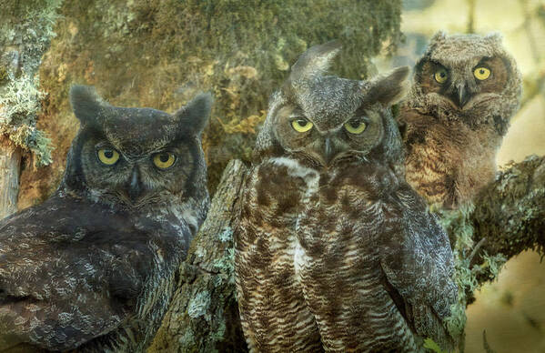 Owl Poster featuring the photograph Owl Family by Angie Vogel