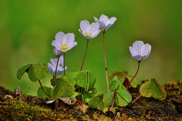 Oxalis Poster featuring the photograph Oxalis acetosella by Ivan Slosar
