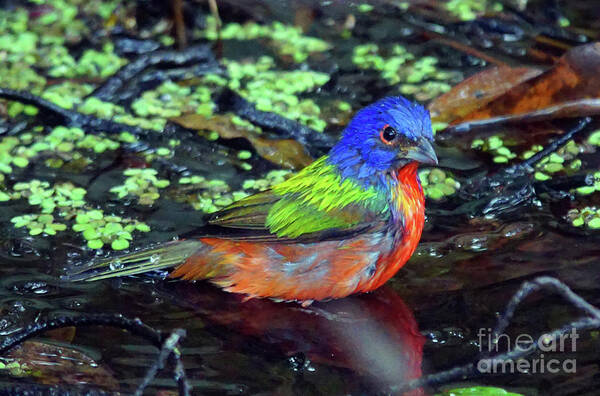 Bunting Poster featuring the photograph Painted Bunting After Bath by Larry Nieland