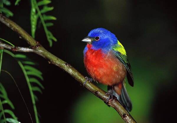Mp Poster featuring the photograph Painted Bunting Passerina Ciris Male by Tom Vezo