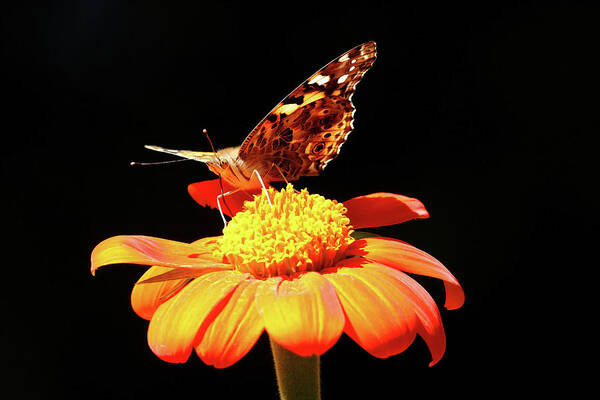 Painted Lady Poster featuring the photograph Painted Lady On Mexican Sunflower by Debbie Oppermann