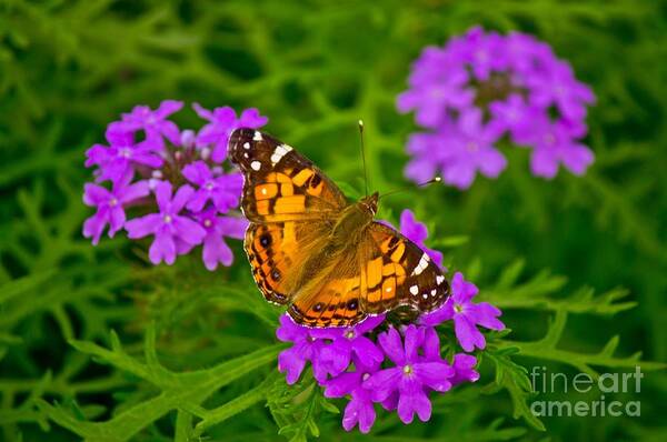 Michael Tidwell Photography Poster featuring the photograph Painted Lady on Purple Verbena by Michael Tidwell