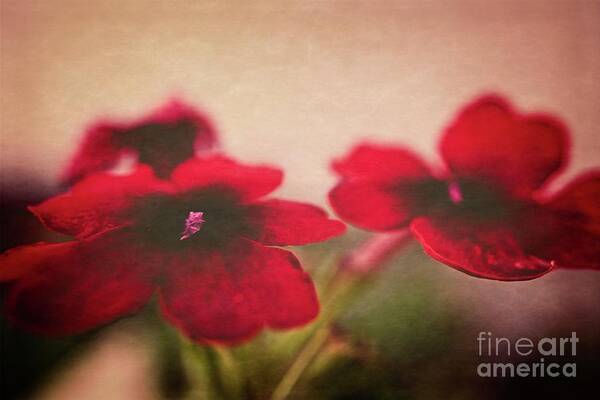 Flowers Poster featuring the photograph Painted Reds by JB Thomas