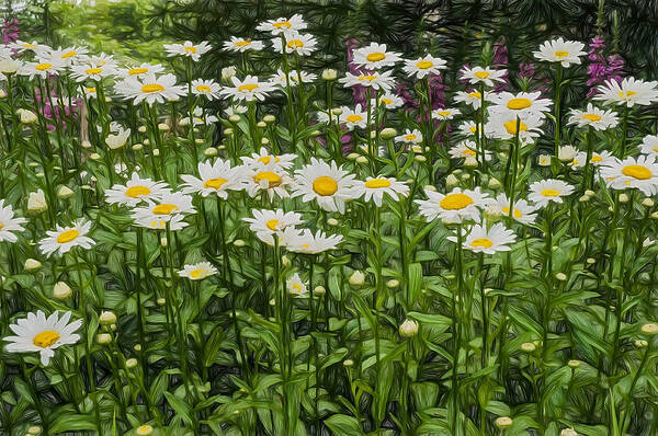 Flower Poster featuring the photograph Painterly Daisy Patch by Gary Slawsky