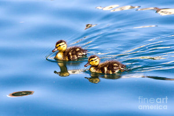 Birds Poster featuring the photograph Duckling Duo by Kate Brown