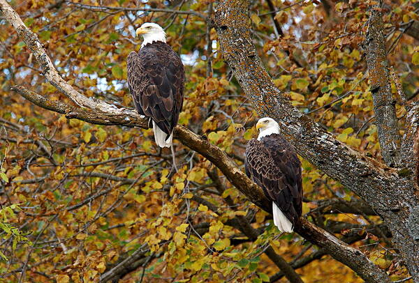 Chester Woods County Park Poster featuring the photograph Pair of Eagles in Autumn by Larry Ricker