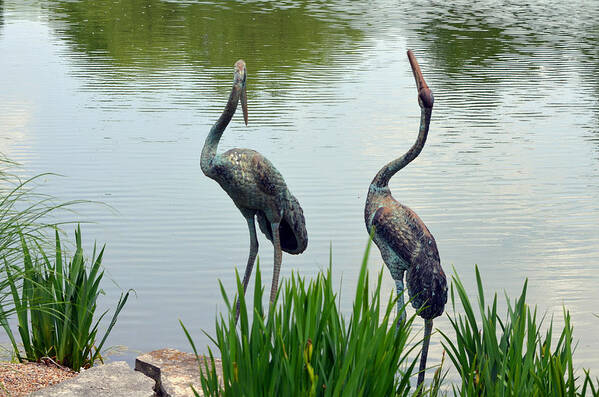 Art Poster featuring the photograph Pair of Garden Herons by Kathleen Stephens