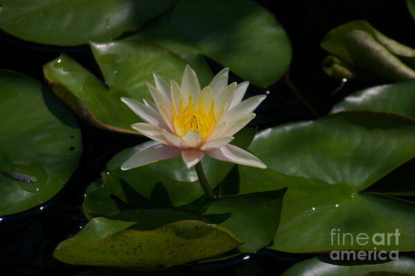 Pale Poster featuring the photograph Pale Pink and Yellow Lotus Waterlily by Jackie Irwin