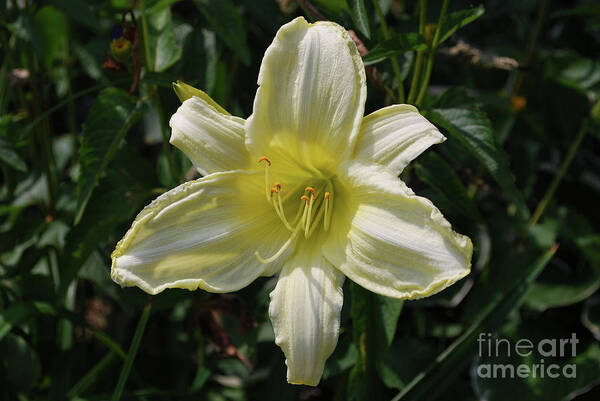 Lily Poster featuring the photograph Pale Yellow Flowering Lily Blossom in a Garden by DejaVu Designs